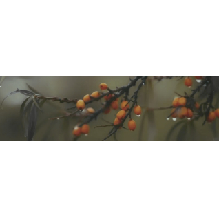 Тракай 6 8,5x28,5 декор глянцевый OS\A118\9016