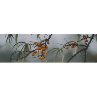 Тракай 7 8,5x28,5 декор глянцевый OS\A119\9016