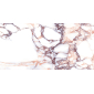 Калакатта виола 60x119,5 плитка глянцевый LP6012B0160R - превью 5