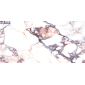 Калакатта виола 60x119,5 плитка глянцевый LP6012B0160R - превью 10